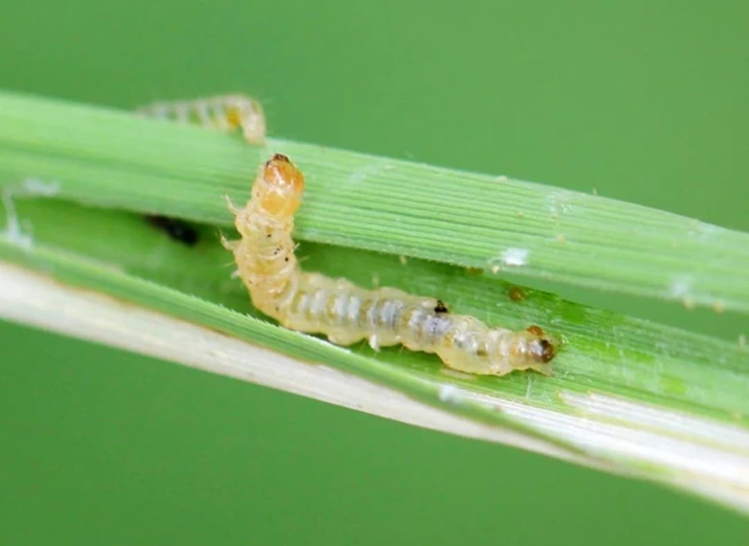 Lộ trình cấm thuốc trừ sâu chứa carbosulfan và benfuracarb ở Việt Nam: Mốc thời gian, tác động, giải pháp thay thế