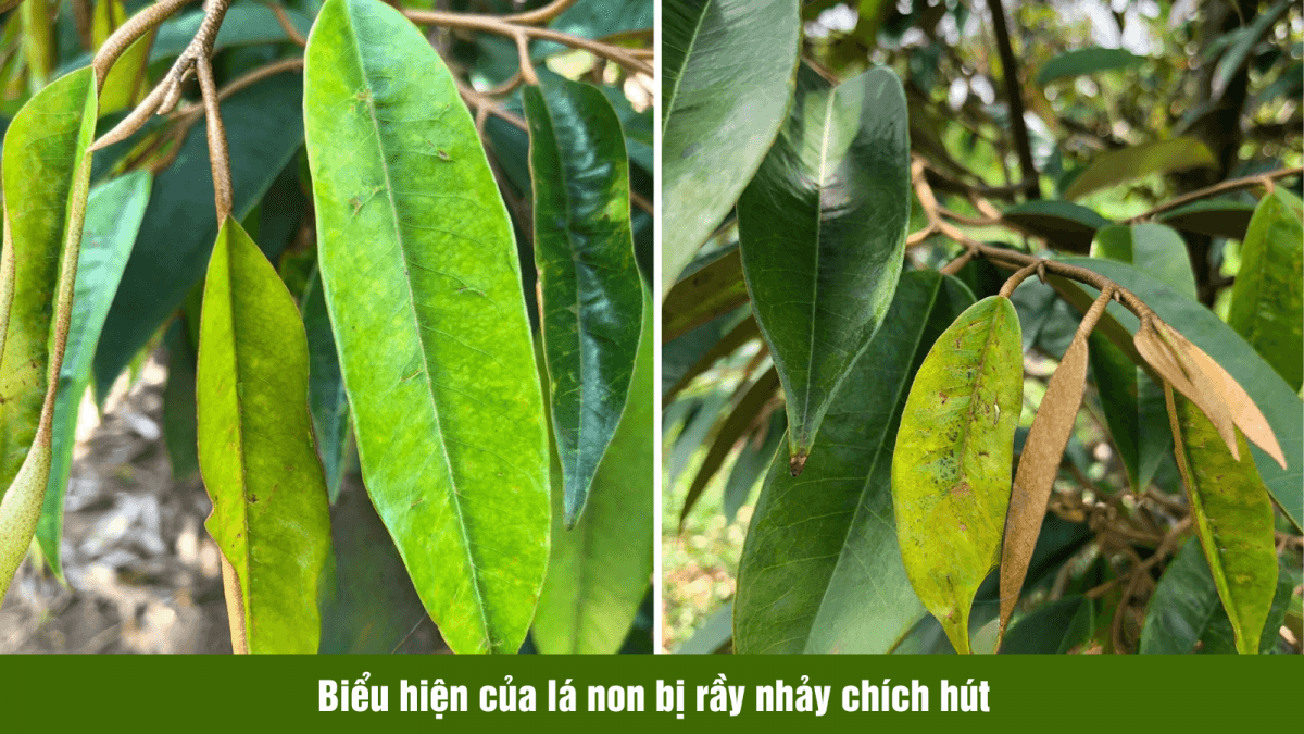 RẦY XANH VÀ RẦY NHẢY TRÊN CÂY SẦU RIÊNG: NHẬN BIẾT, GIAI ĐOẠN GÂY HẠI VÀ CÁCH PHÒNG TRỪ HIỆU QUẢ