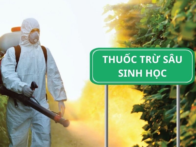 Các loại thuốc trừ rầy sinh học