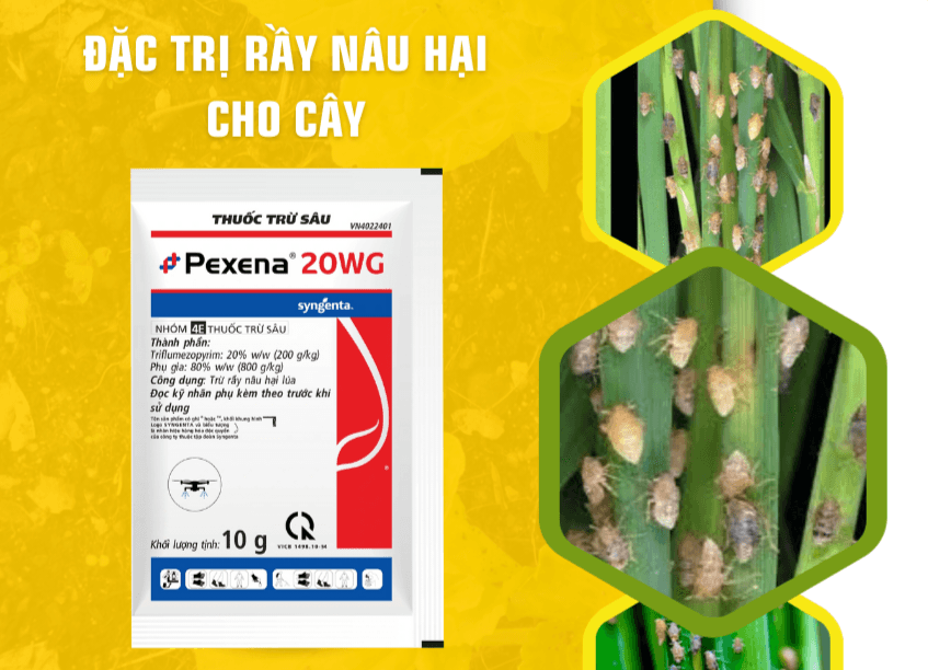So sánh hiệu quả thuốc trừ rầy Pexena 20WG (Syngenta) và Hibifen 220WG (Corteva)
